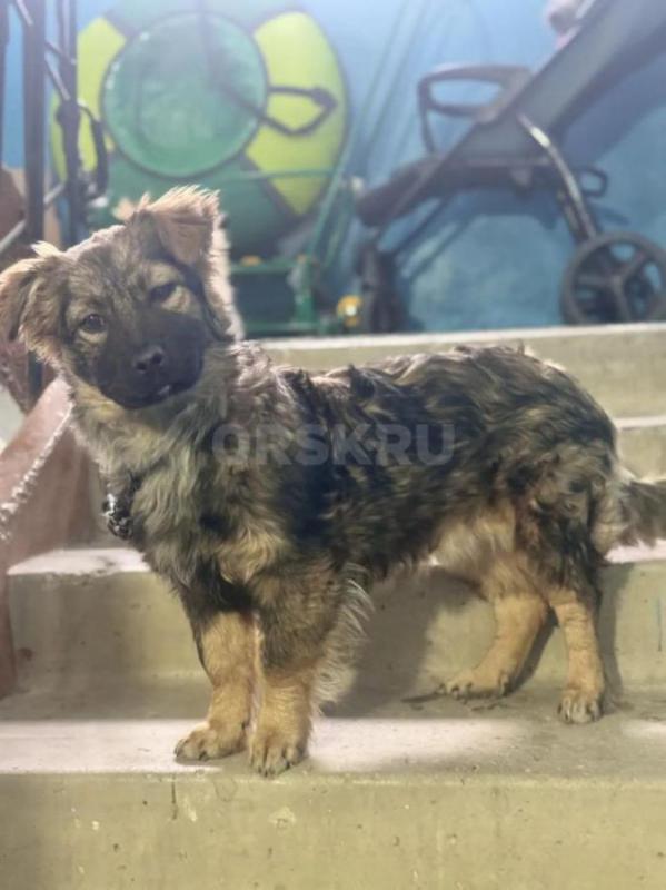 Эта крошка, размером с пекинеса, оказалась в беде. - Орск