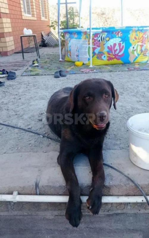 Щенки Лабрадора, метисы. - Орск