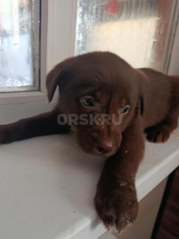 Щенки Лабрадора, метисы. - Орск