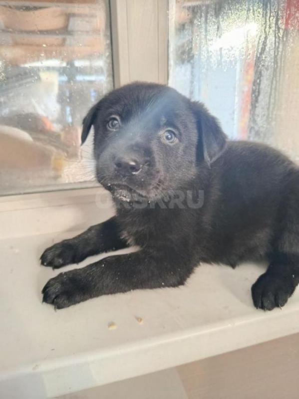 Щенки Лабрадора, метисы. - Орск