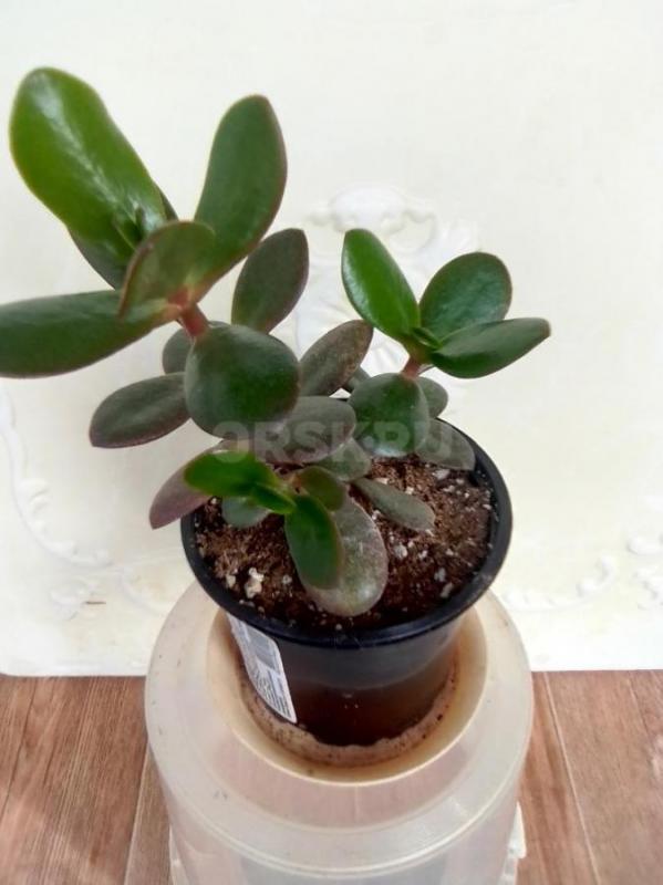 глоксинию красную и фиолетовую на доращивание в контейнере по 20 штук за 350 руб толстянку -150 гаст - Орск