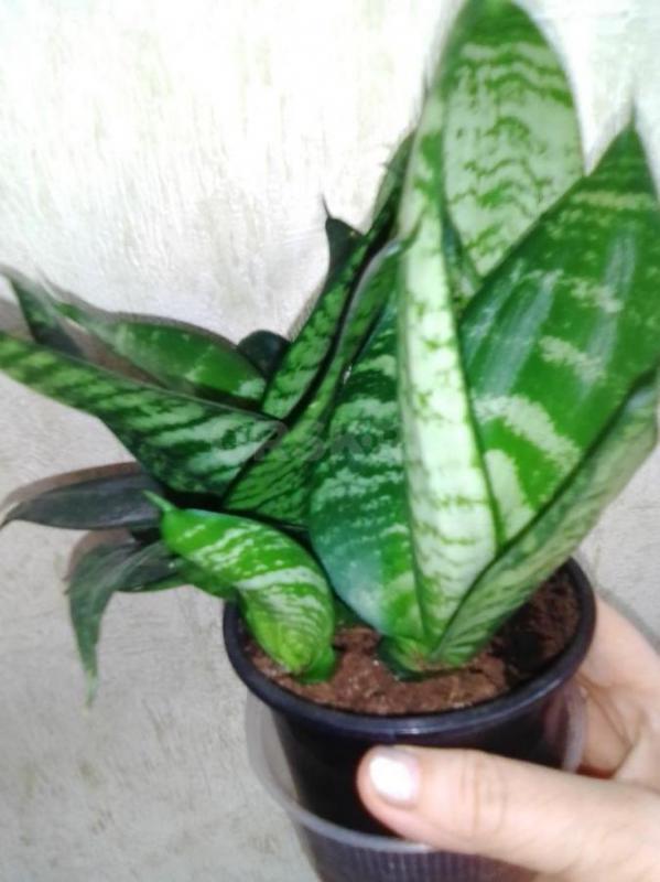 глоксинию красную и фиолетовую на доращивание в контейнере по 20 штук за 350 руб толстянку -150 гаст - Орск