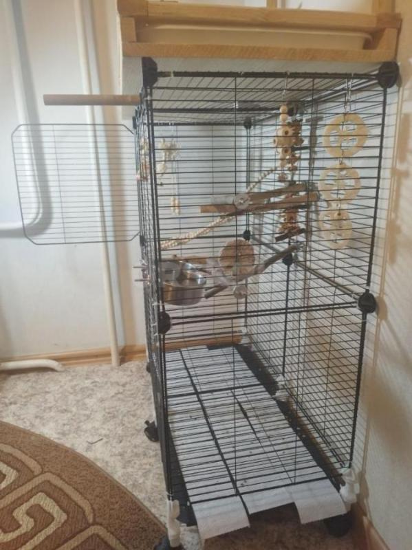 Продам ожерелового попугая, 6.5 месяцев - 15000. - Орск