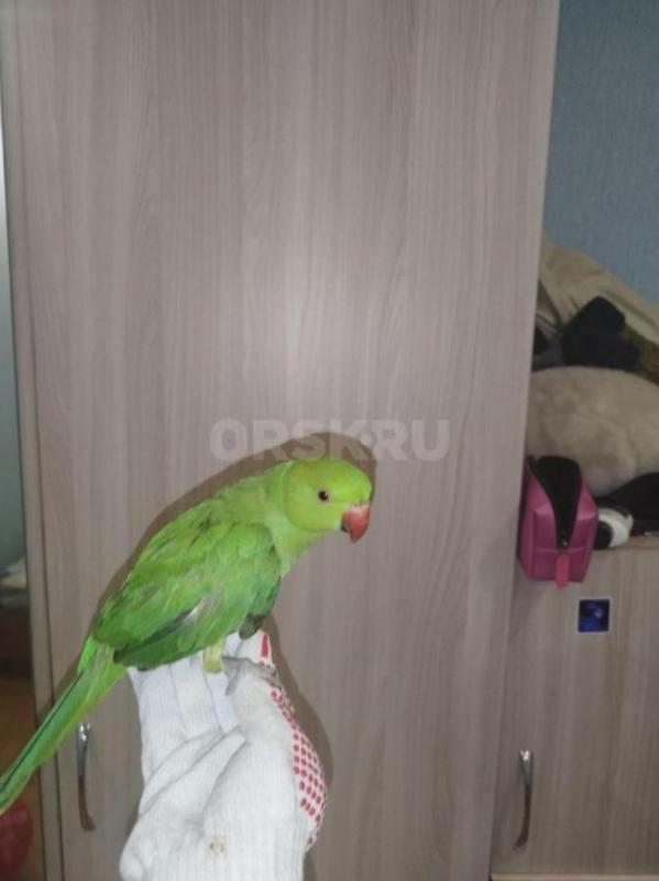 Продам ожерелового попугая, 6.5 месяцев - 15000. - Орск