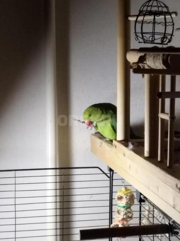 Продам ожерелового попугая, 6.5 месяцев - 15000. - Орск