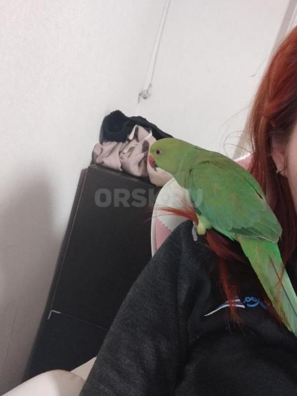 Продам ожерелового попугая, 6.5 месяцев - 15000. - Орск