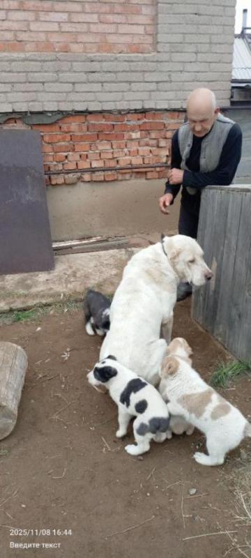 Продам щенков Алабая, мальчики, 4 месяца, привиты, живут на улице - Орск