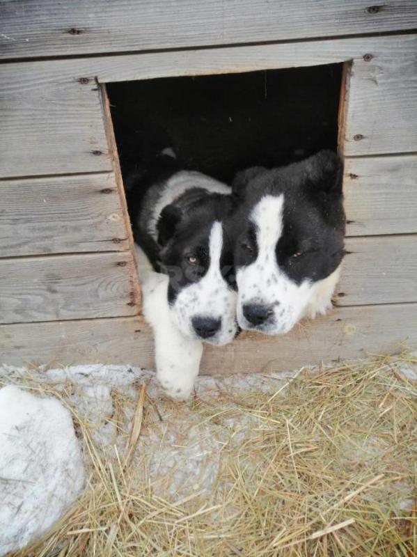 Продам щенков Алабая, мальчики, 4 месяца, привиты, живут на улице - Орск