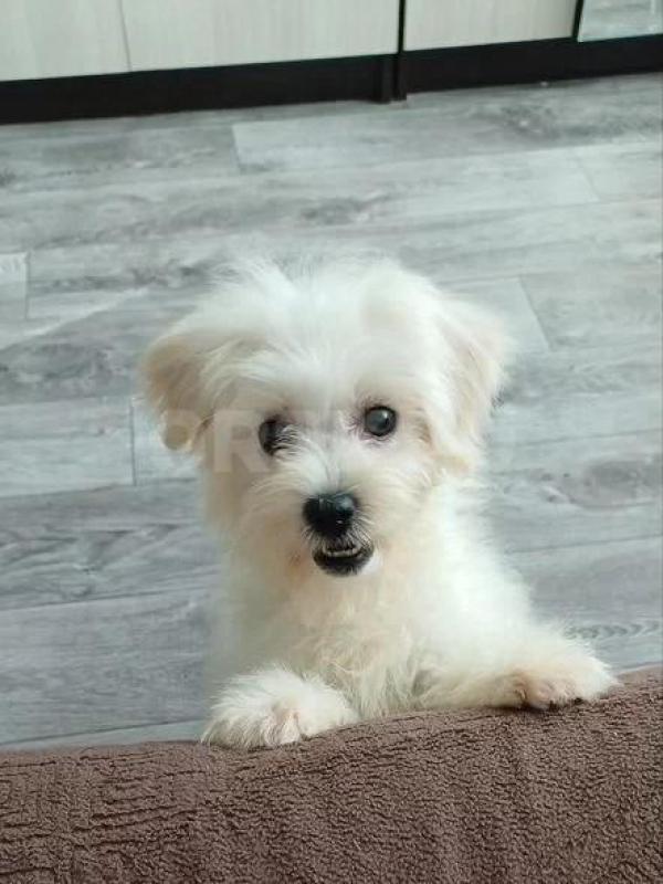 Щенок мальтипу 4 месяца с ветпаспортом. - Орск