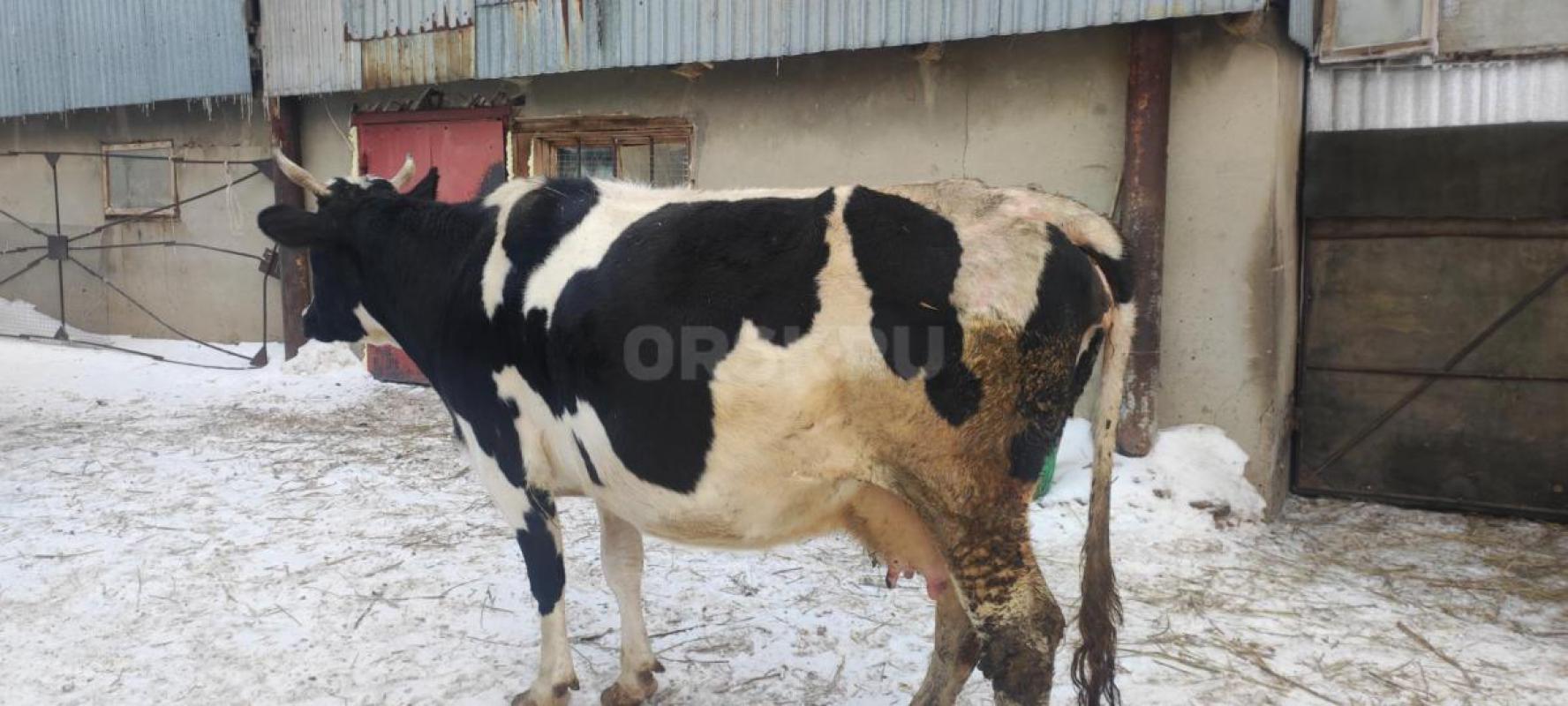 Молочная корова, порода голштина, 6 лет. - Орск