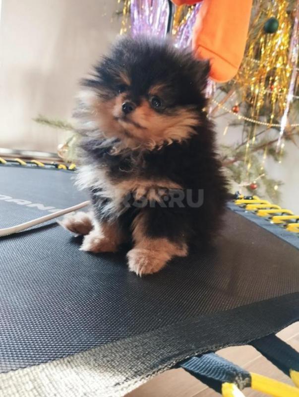 Продается девочка шпиц мини, черн-подп окраса, 2,5 мес , привита. - Орск