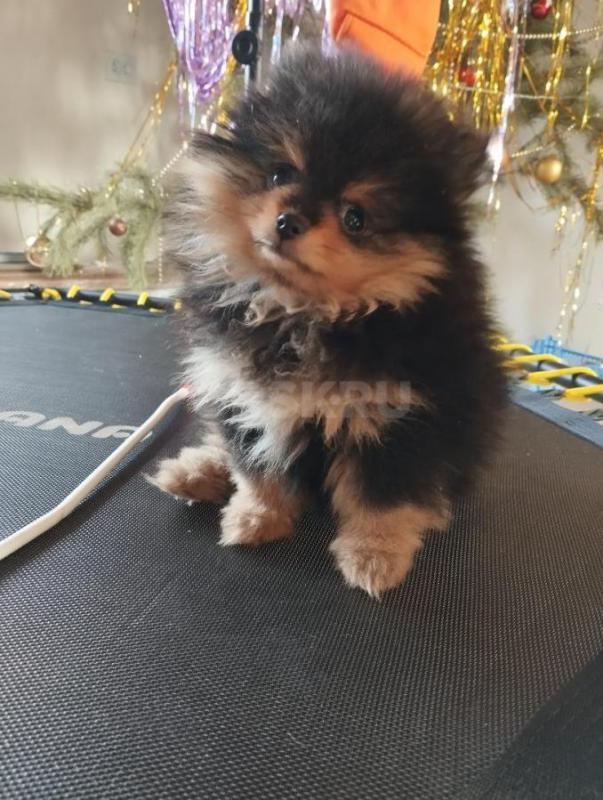 Продается девочка шпиц мини, черн-подп окраса, 2,5 мес , привита. - Орск