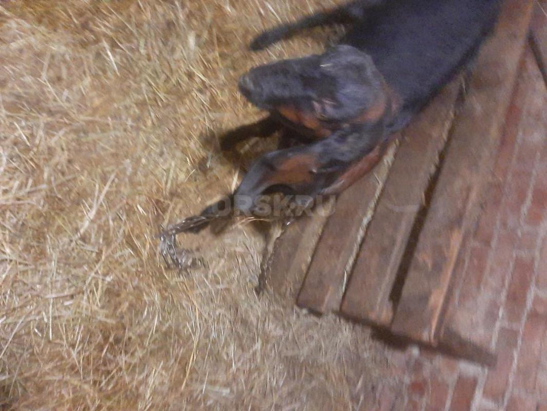 КОЗЫ  Нубо-камори и нубийская  ,два и три  года  ,под покрытие, доились  долго  у обоих  был первый - Орск