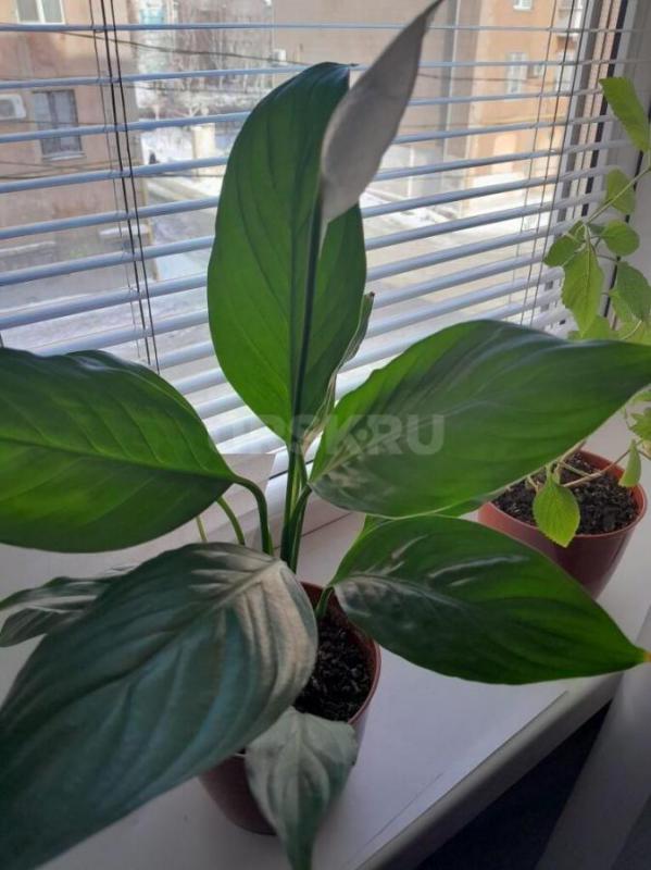 Спатифиллум (Женское счастье)-это популярное комнатное растение ценится за декоративную глянцевую ли - Орск