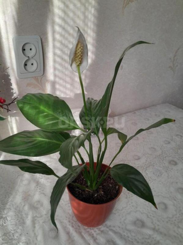 Спатифиллум (Женское счастье)-это популярное комнатное растение ценится за декоративную глянцевую ли - Орск