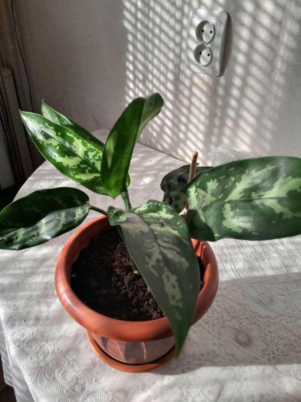 Аглаонема-Мария вечно зелёное растение! - Орск