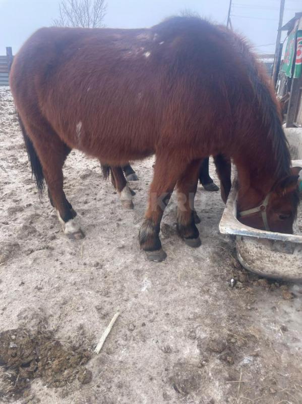 Продам кобылу жеребую, в апреле должна ожеребиться, ручная, спокойная  в седле обьезженная, один раз - Орск