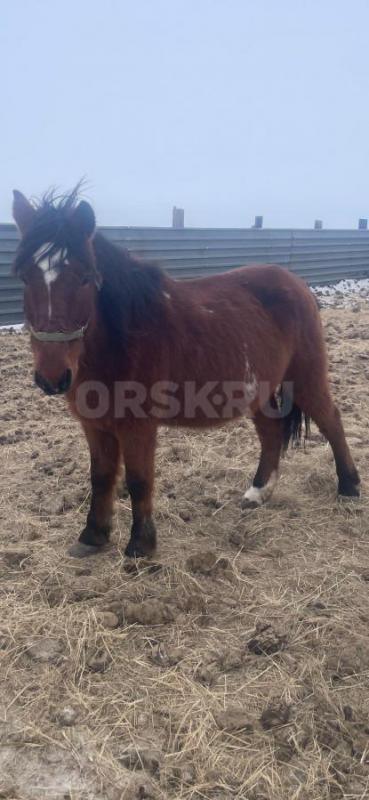 Продам кобылу жеребую, в апреле должна ожеребиться, ручная, спокойная  в седле обьезженная, один раз - Орск