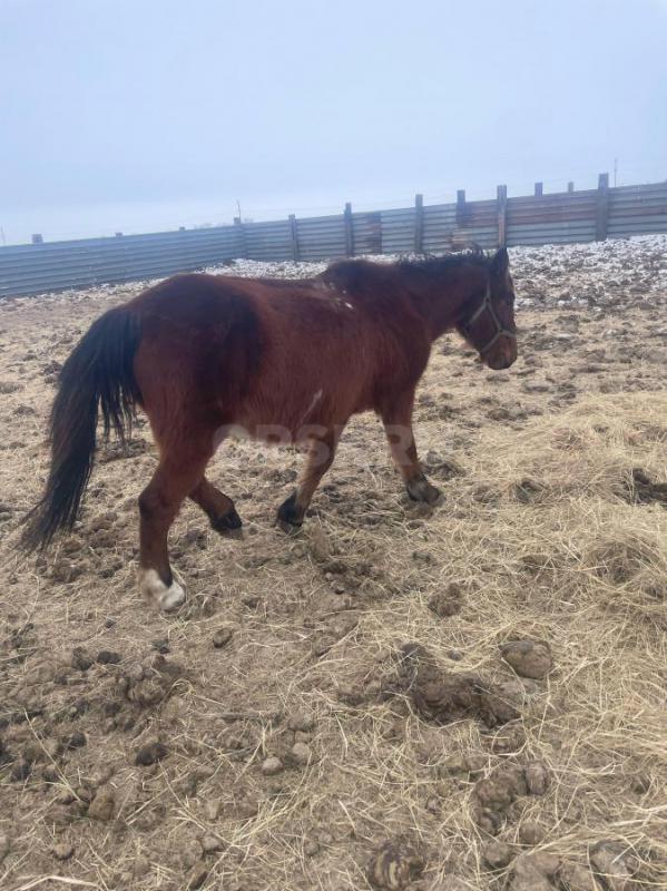 Продам кобылу жеребую, в апреле должна ожеребиться, ручная, спокойная  в седле обьезженная, один раз - Орск