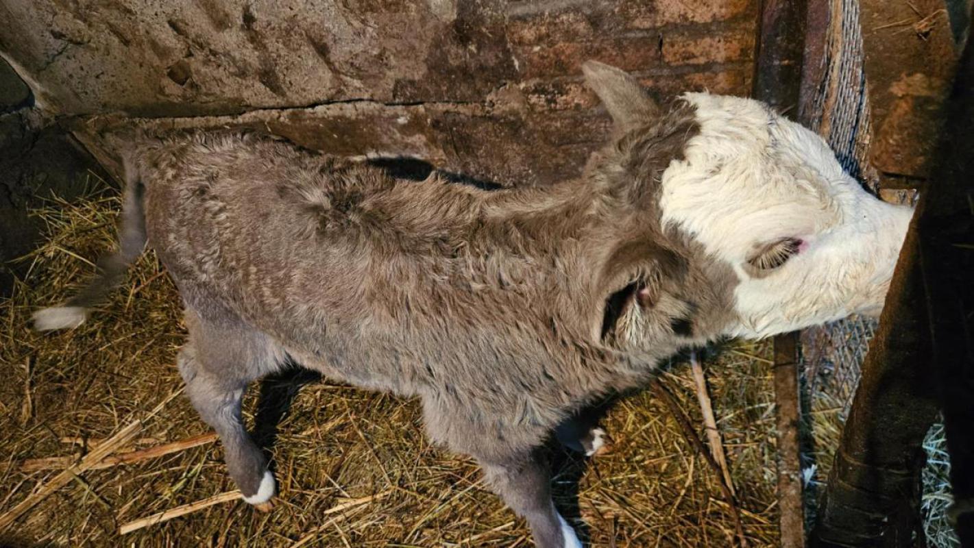 Продам телочку, рождённую 6.02 - Новотроицк