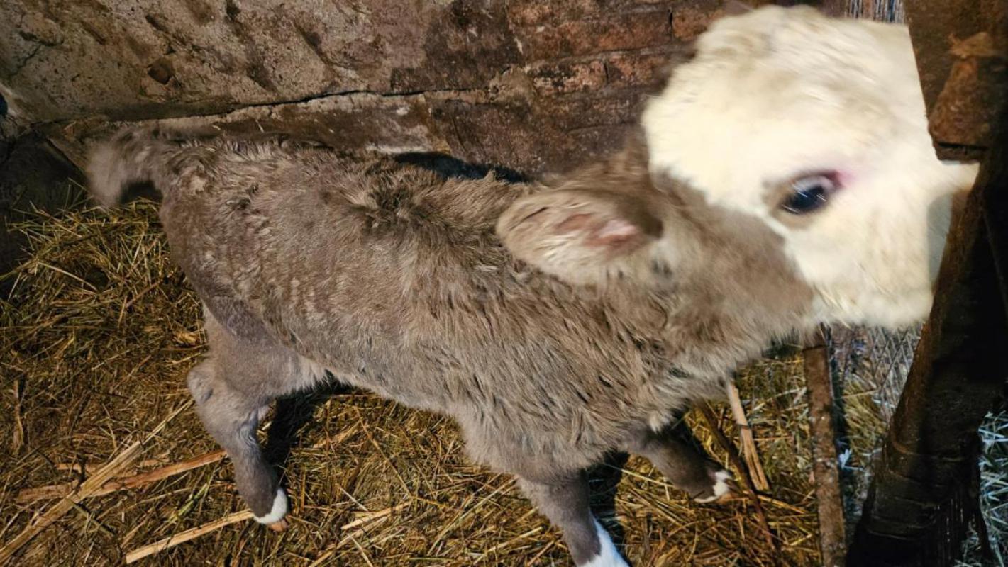 Продам телочку, рождённую 6.02 - Новотроицк