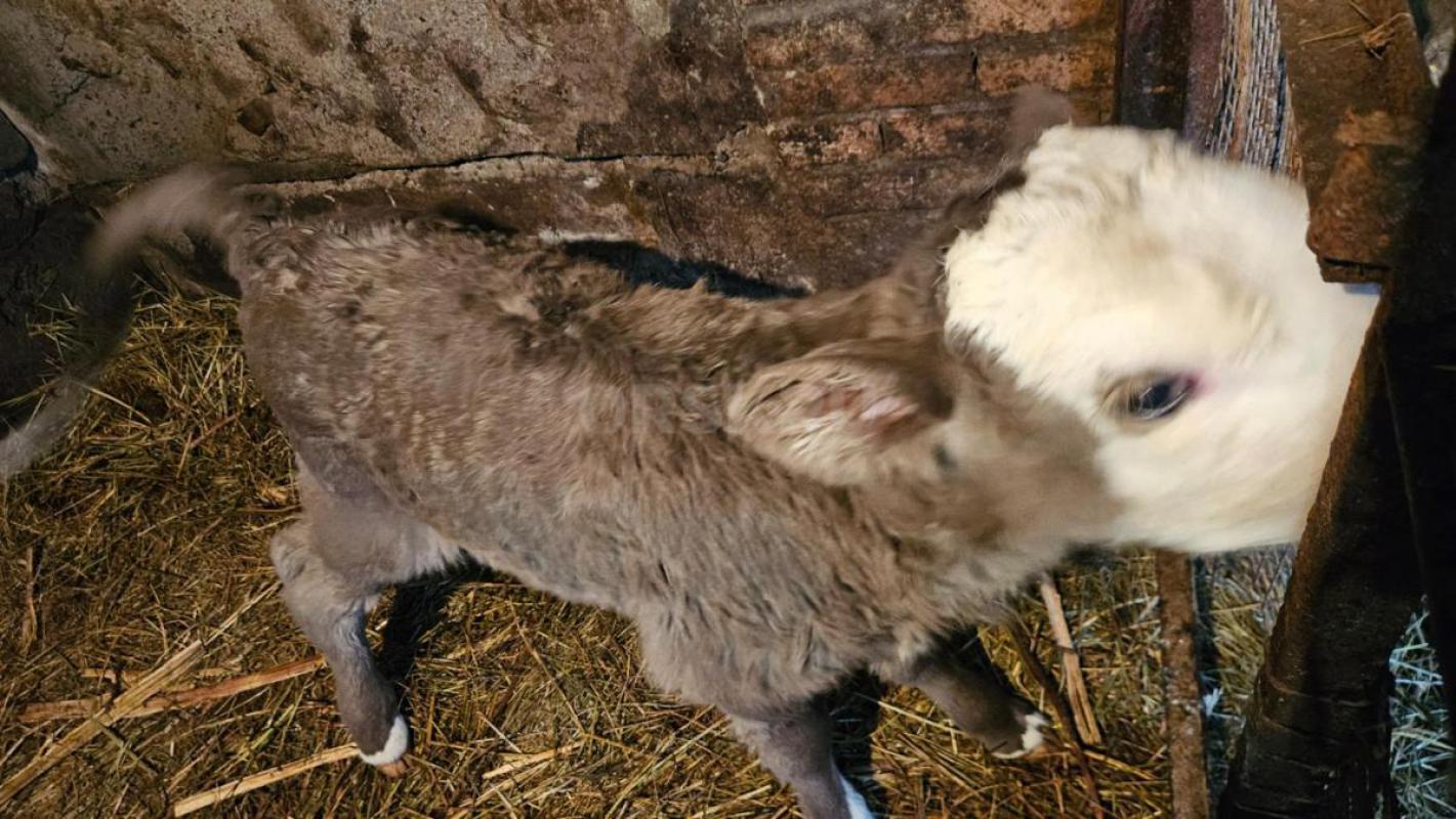 Продам телочку, рождённую 6.02 - Новотроицк