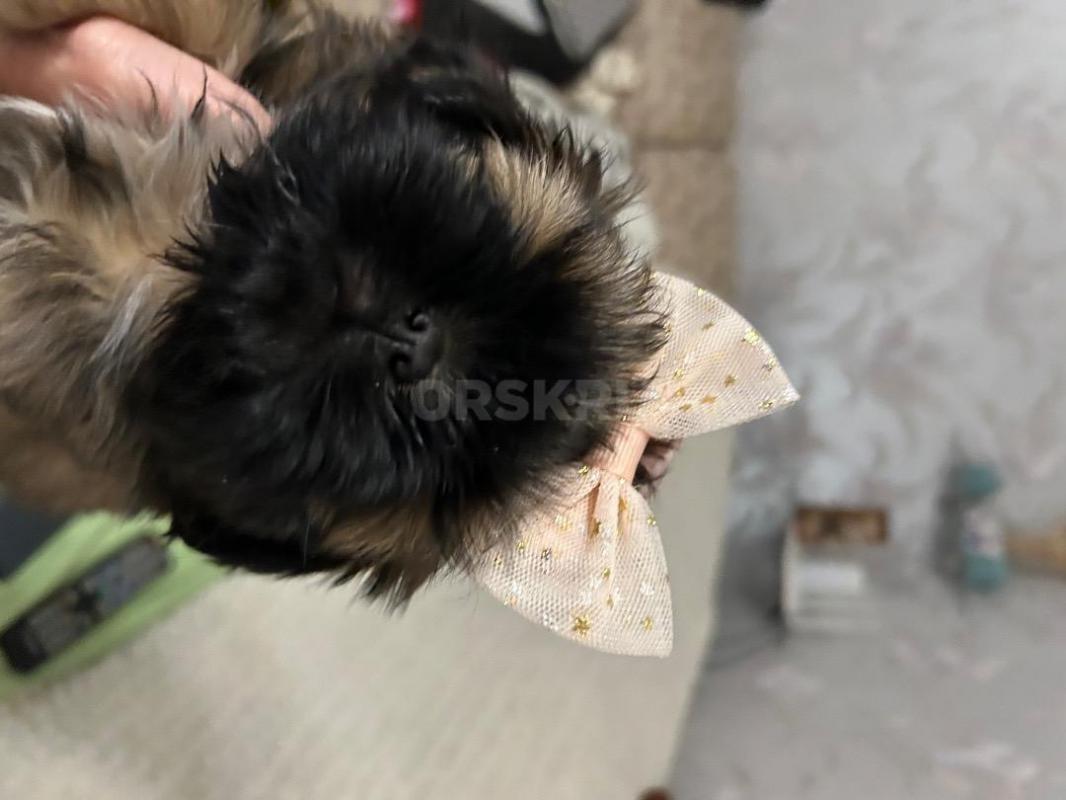 Продам щенка ши тцу от породистых родителей. - Орск