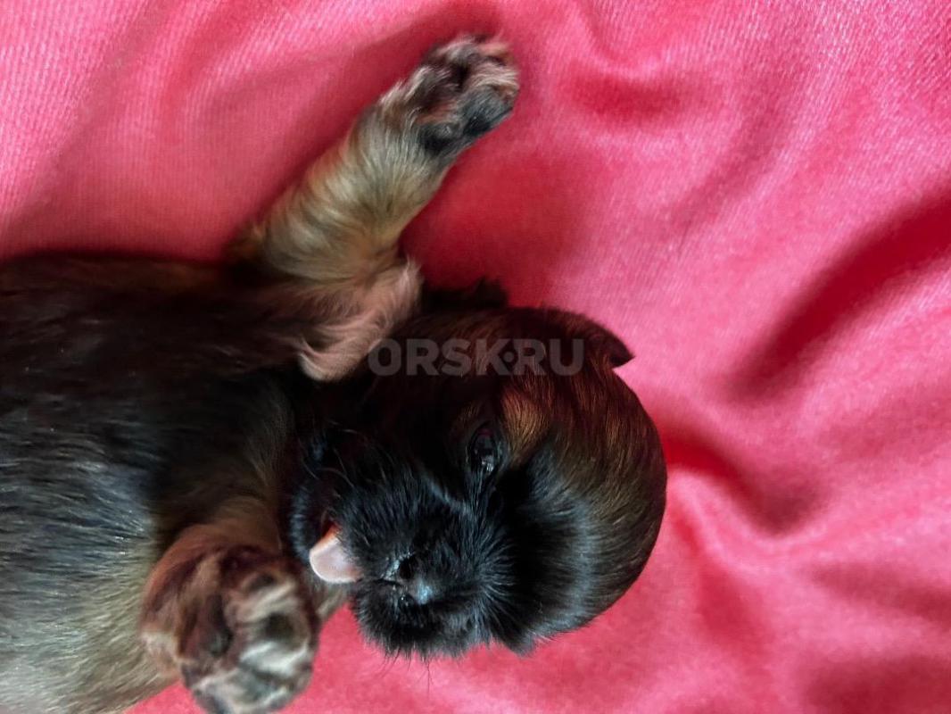 Щенки ши тцу. - Орск