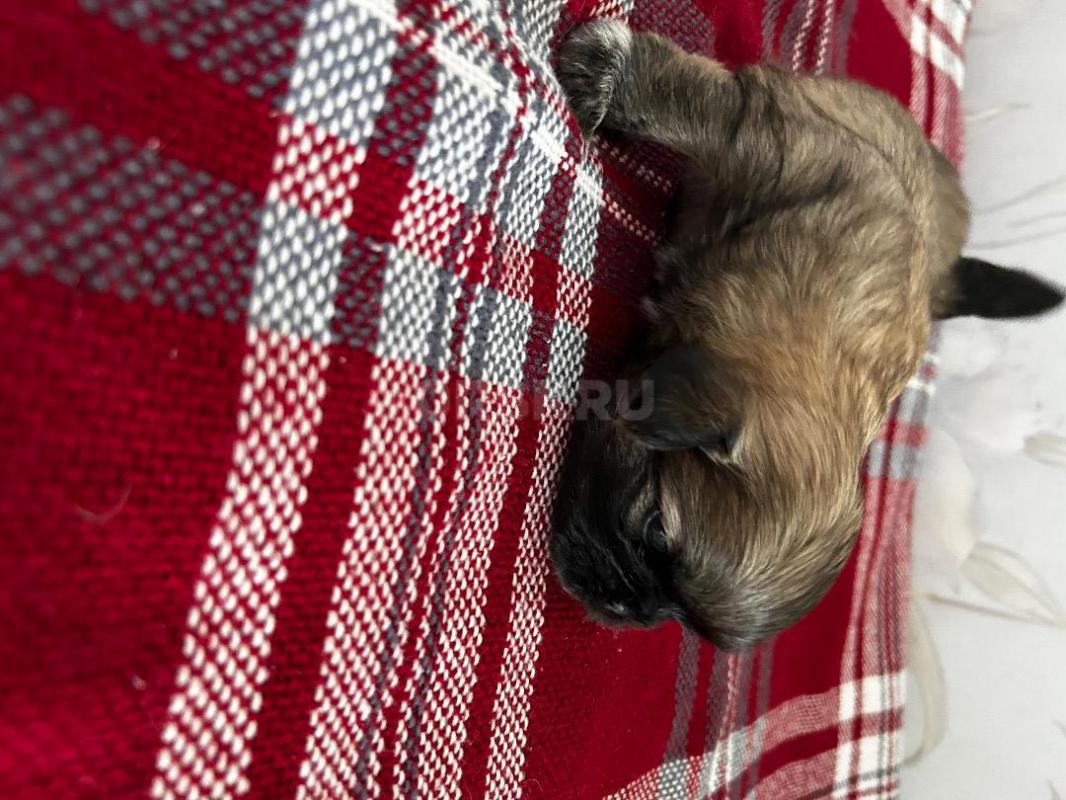 Щенки ши тцу. - Орск