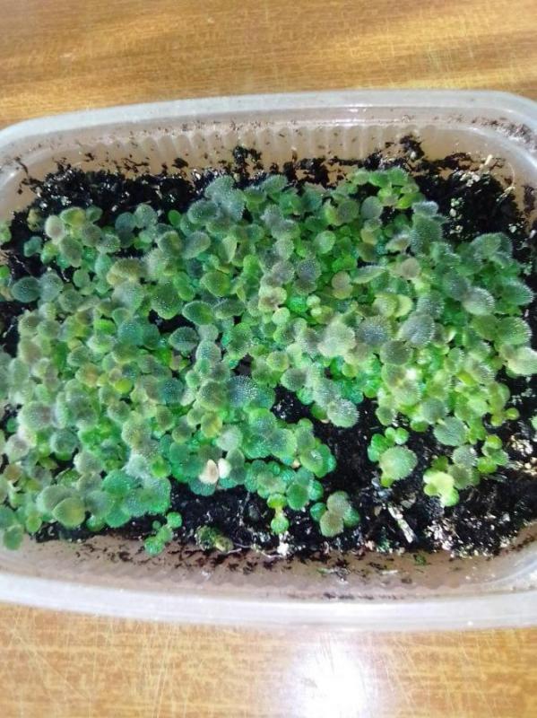 на доращевание глоксинию красную и фиолетовую  в контейнере по 20 штук за 300 руб выращена из своих - Орск