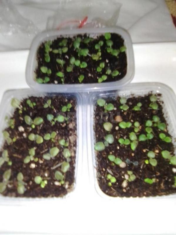 на доращевание глоксинию красную и фиолетовую  в контейнере по 20 штук за 300 руб выращена из своих - Орск