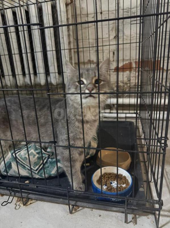 Котик найден на улице с примёрзшей лапкой. - Орск