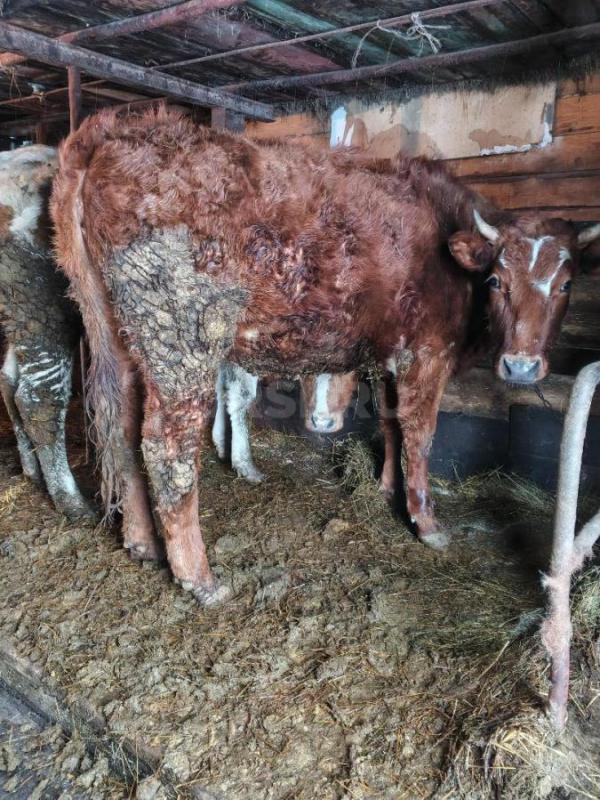 Продам телок - Новоорск