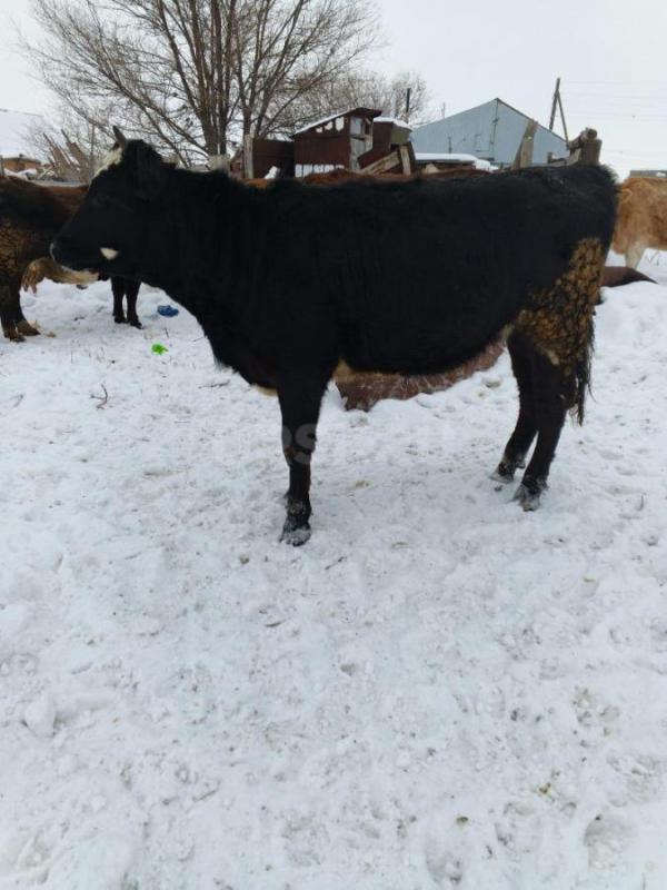 Продам телок - Новоорск