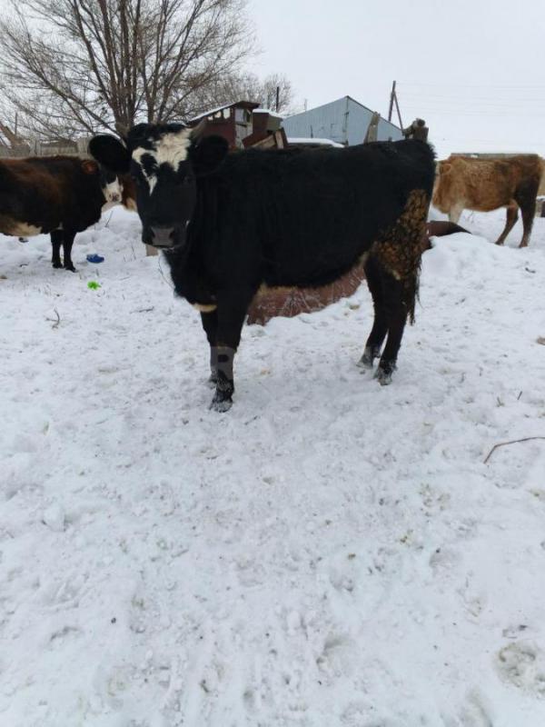 Продам телок - Новоорск