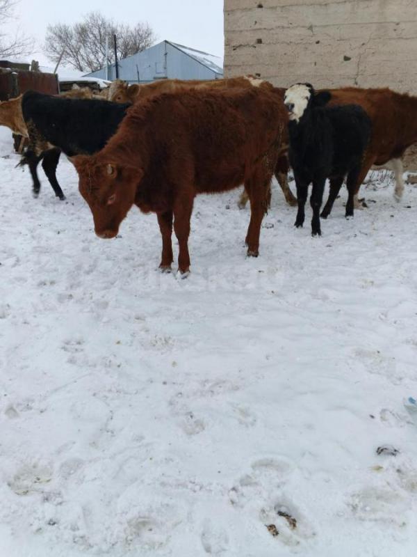 Продам телок - Новоорск