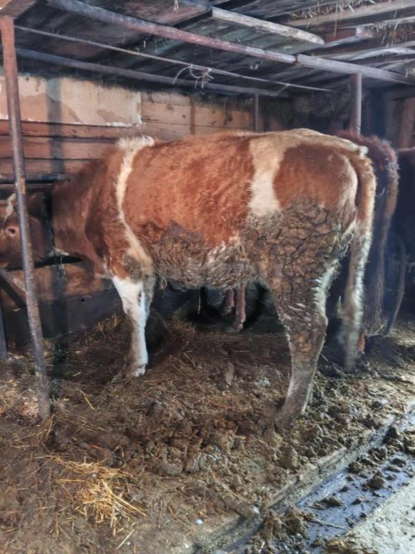 Продам телок - Новоорск