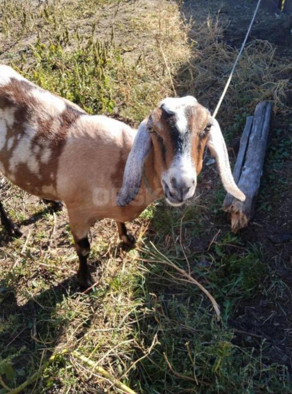 Утки и Гуси. - Орск