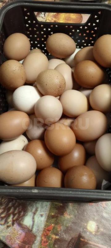 Свежее, домашнее яйцо. - Гай