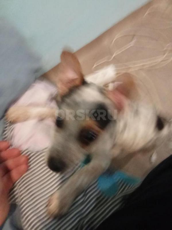 Отдам в добрые руки мальчика Гришу. - Орск