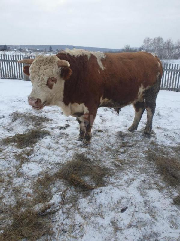 Продам 2-х бычков живьём или на мясо. - Кувандык