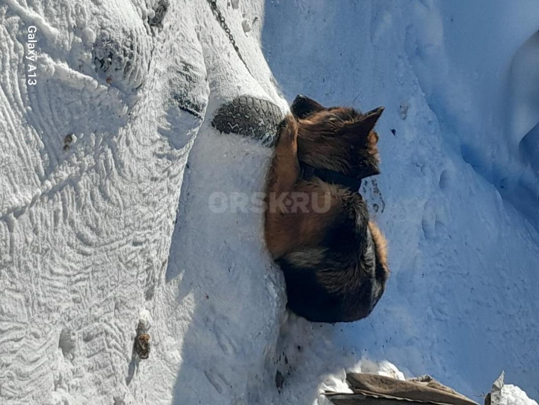 Щенки немцы 2мес.чепрачный окрас - Гай