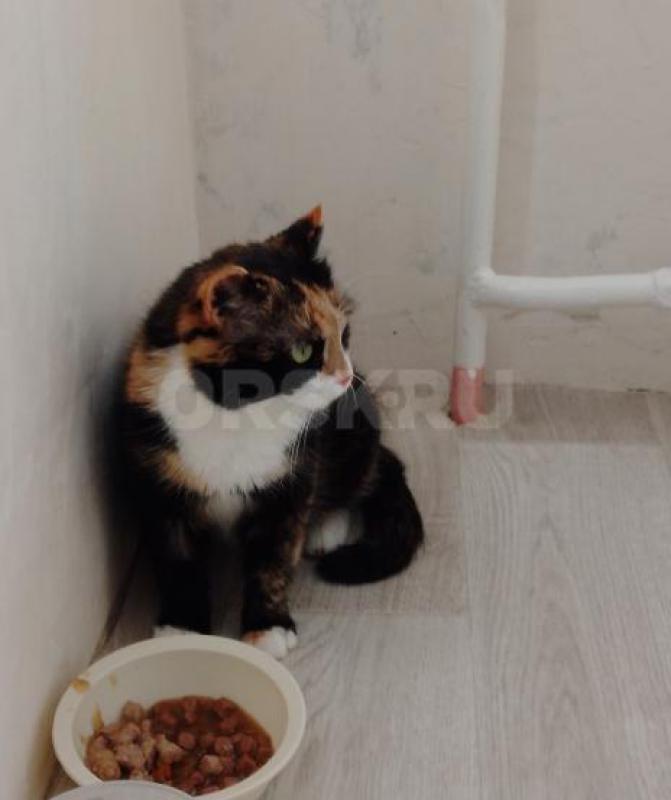 Молодая красавица, с прекрасным, не навязчивым характером, ищет семью. - Орск