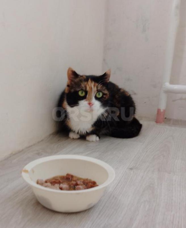 Молодая красавица, с прекрасным, не навязчивым характером, ищет семью. - Орск