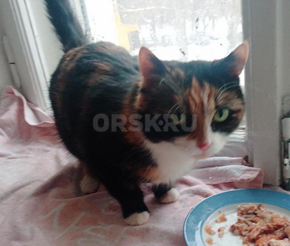 Молодая девочка не имеет семьи. - Орск