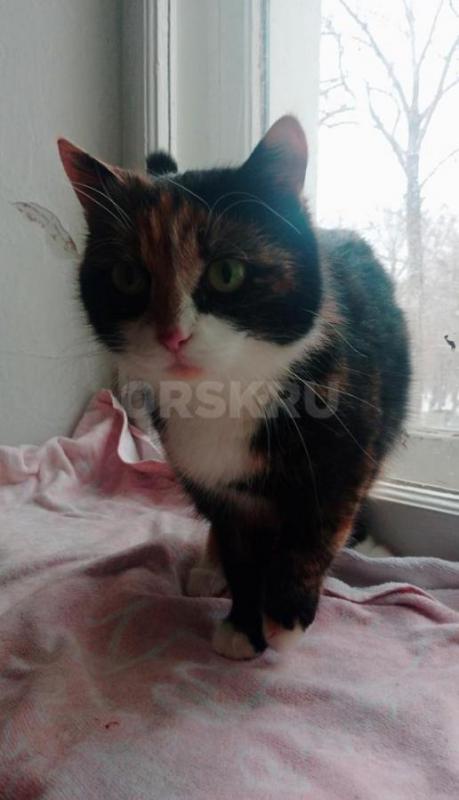 Молодая девочка не имеет семьи. - Орск