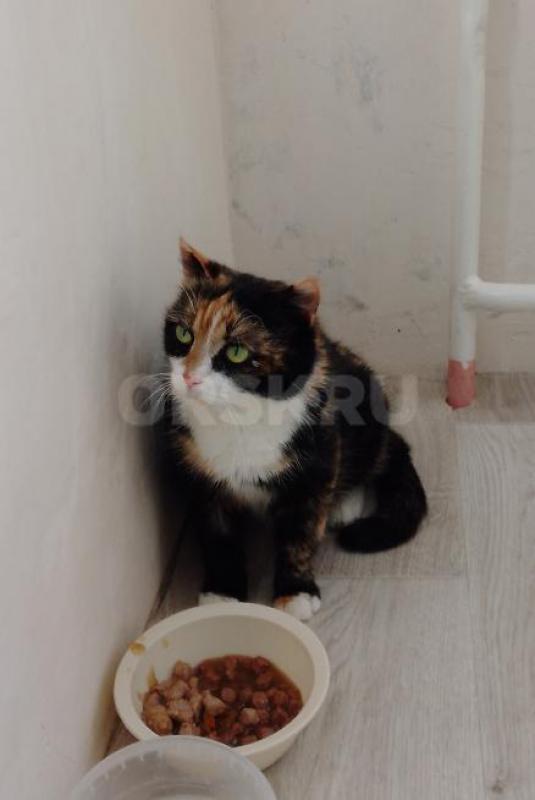 Молодая девочка не имеет семьи. - Орск