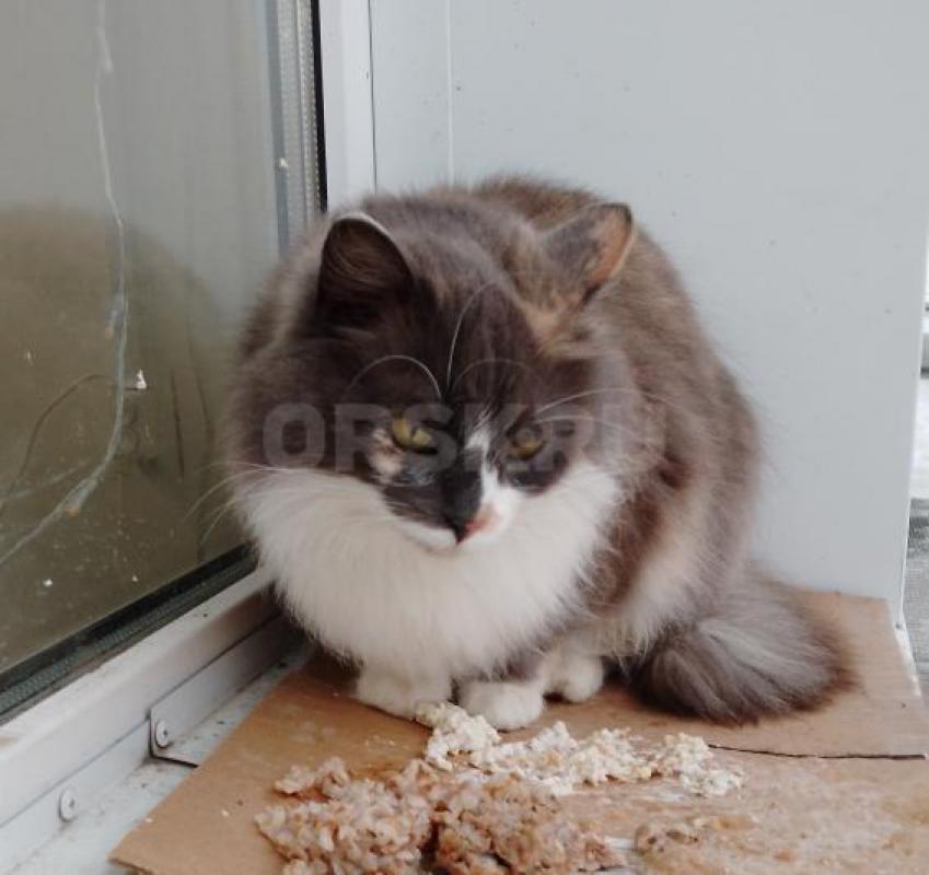 Девочка, молодая, прекрасна внешне и характером. - Орск