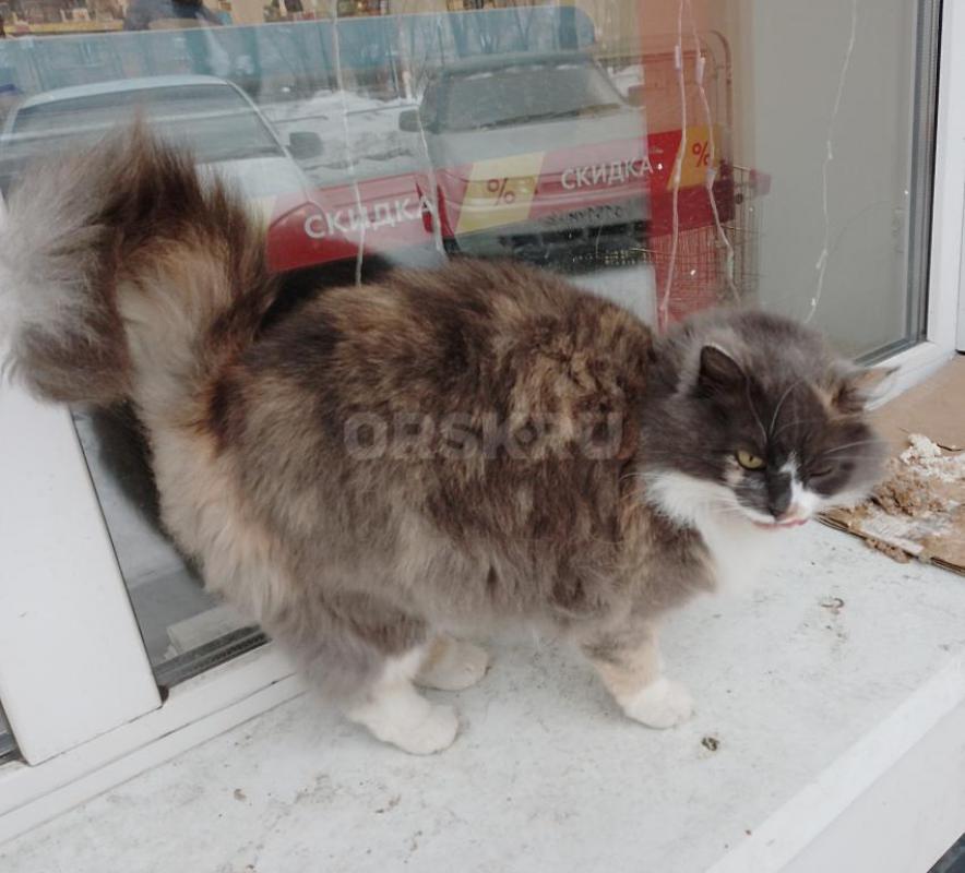 Девочка, молодая, прекрасна внешне и характером. - Орск