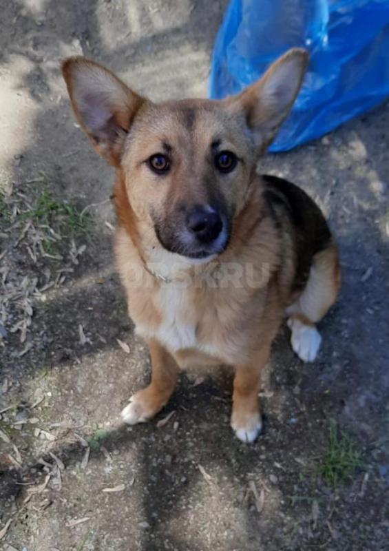 Собака  ищет дом и надежную семью . - Орск